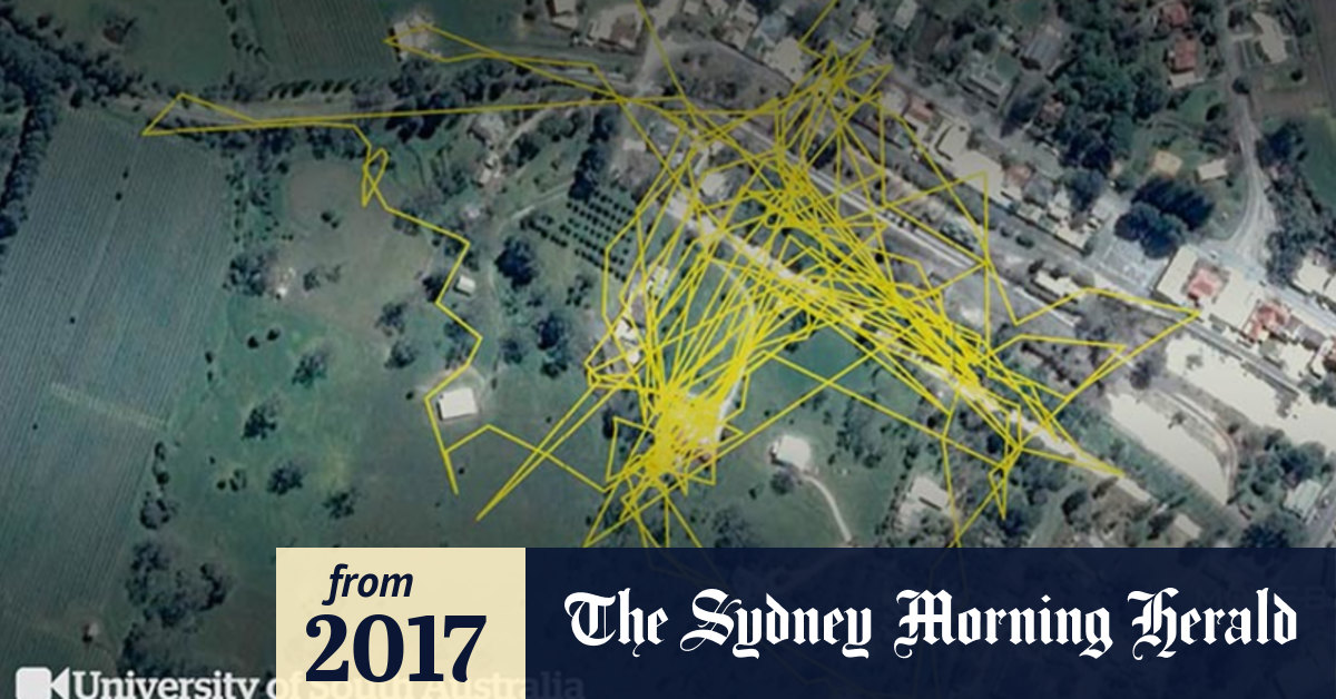 Video How far does one cat roam in a week?